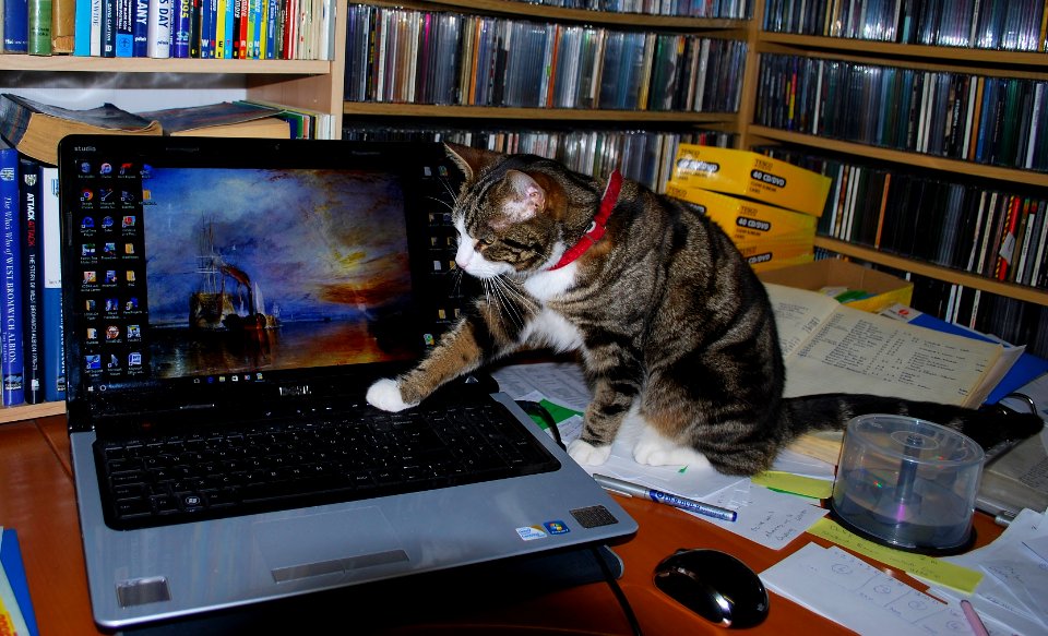 Jasper at the Computer