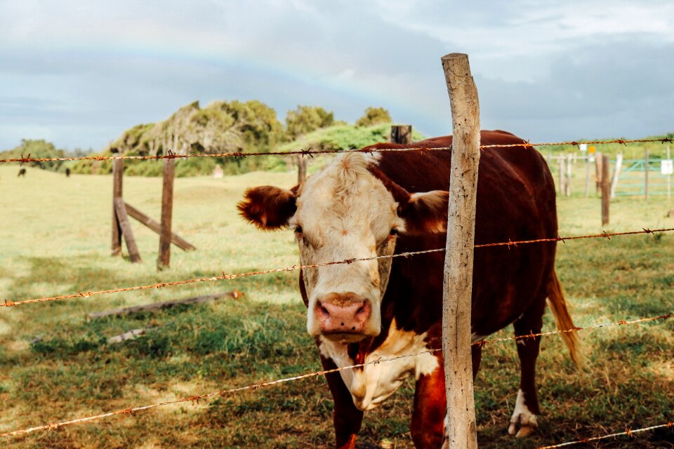 Animal cattle nature