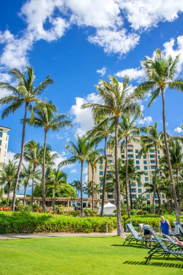 Palm trees beach landscape