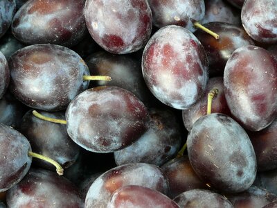 Fruits plums prunus domestica