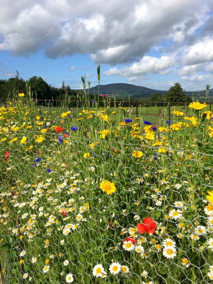 wild fowers and hills