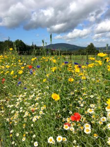 wild fowers and hills