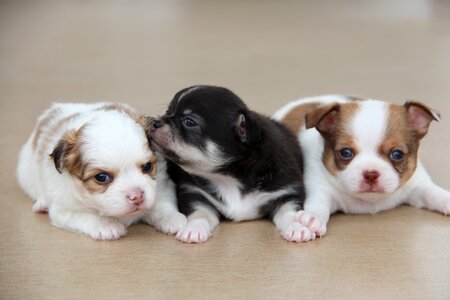 Breed puppy animal photo