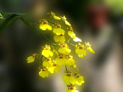 Garden nature cultivation