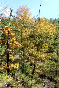 Petit jean