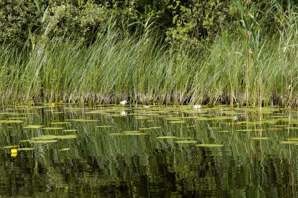 Sweden nature landscape