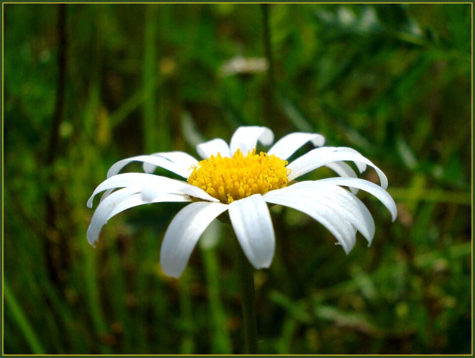 Flowers of the field petals summer