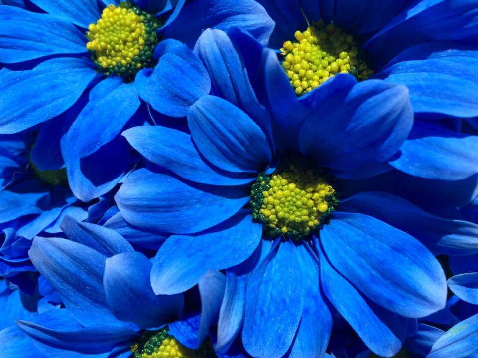 Background nature plant