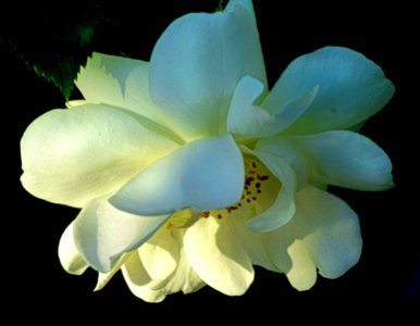 Wonderful art of nature