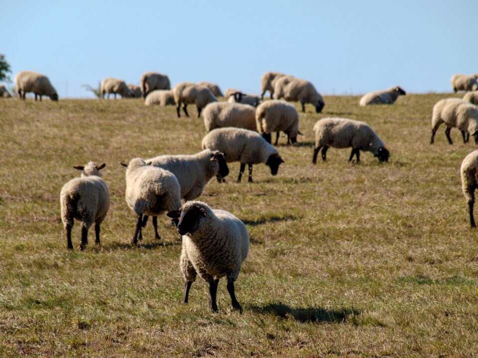 Graze animal livestock