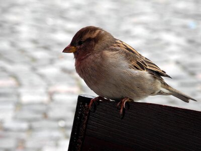 Sparrows living nature feathered race photo