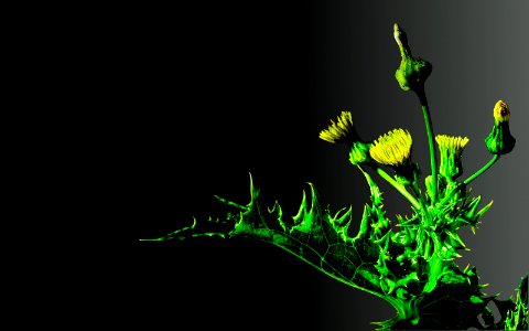 background, wallpaper, hintergrundbild (free) - Distel/thistle