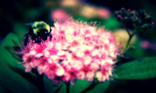 little bee working
