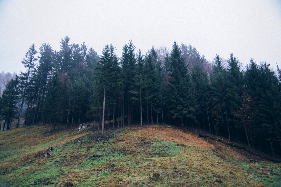 Nature landscape tree