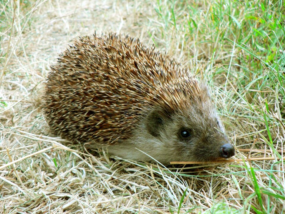 Eyes animal brown