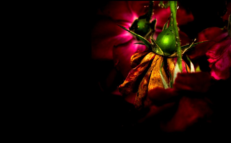 background, wallpaper, hintergrundbild (free)