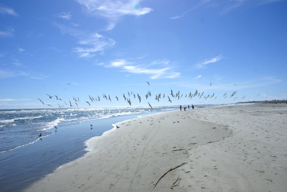 20201103 sea gulls