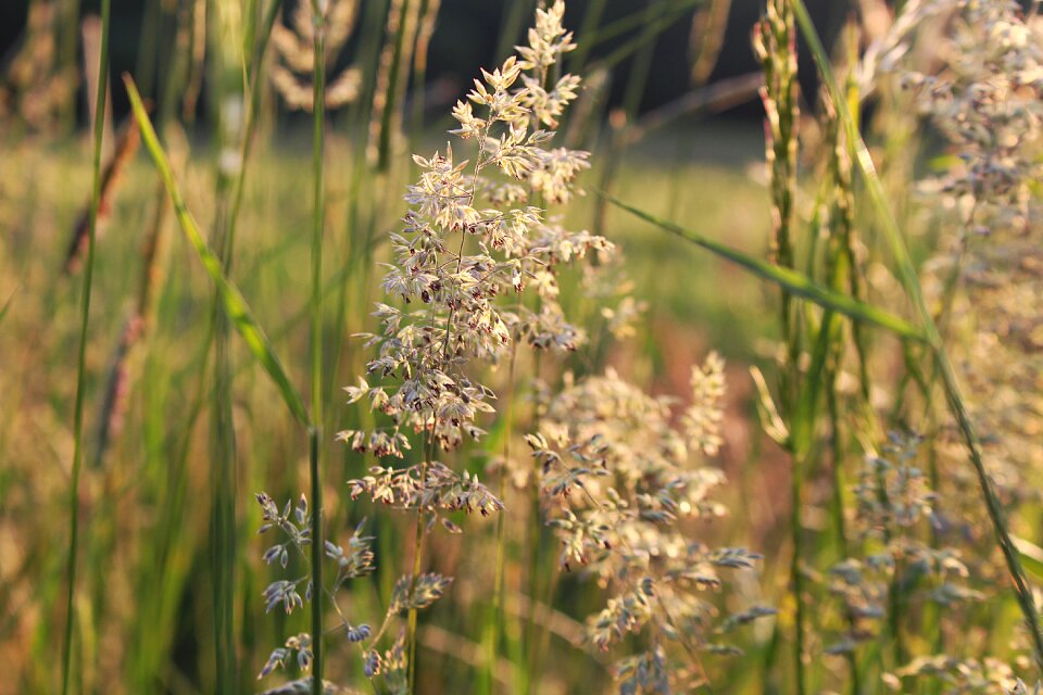 Wild flower close up natural plant