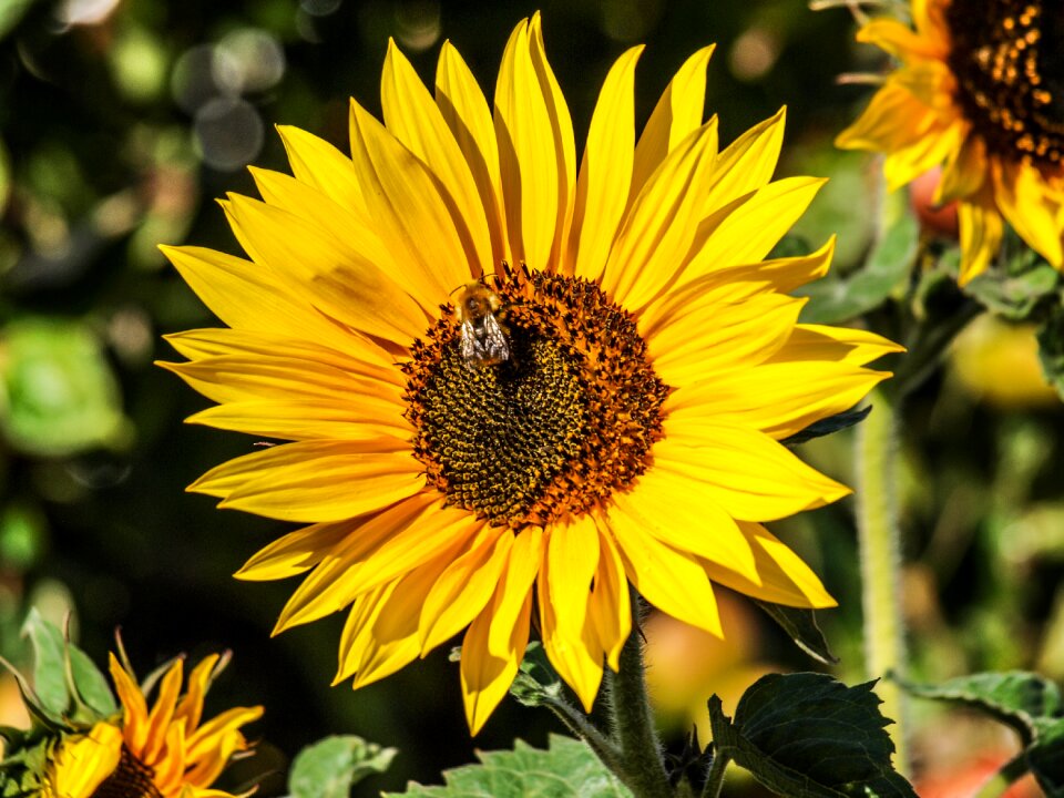 Summer bee close up