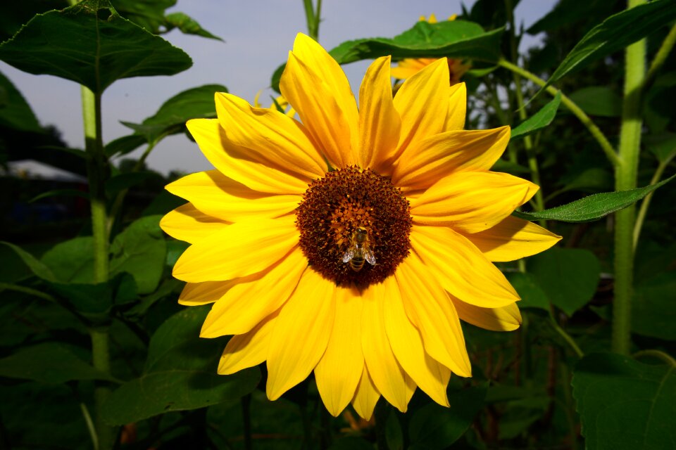 Sunflower yellow nature