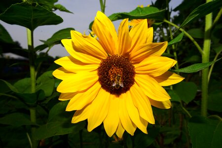 Sunflower yellow nature photo