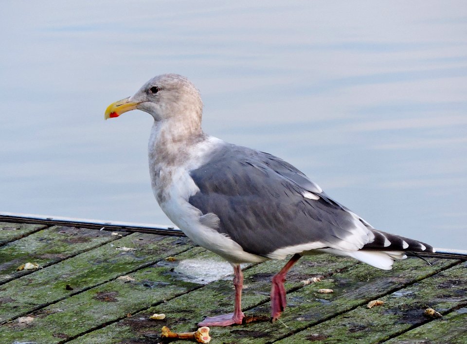 Glaucous-winged x Western Hybrid Gull