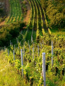 Green country wine