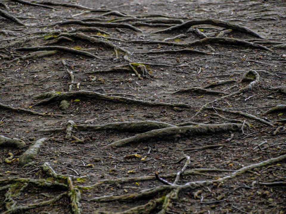 Tree root old landscape
