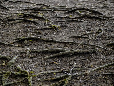 Tree root old landscape