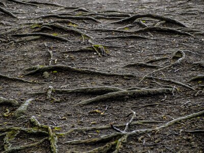 Tree root old landscape photo