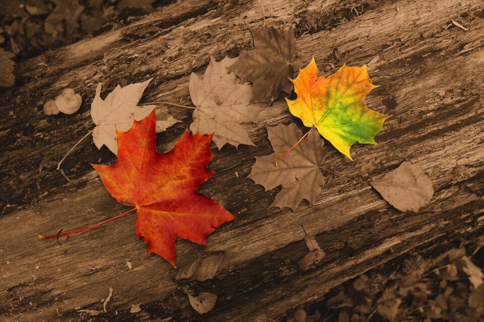 Foliage maple nature