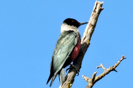 Lewis's Woodpecker at Lake Solano Park photo