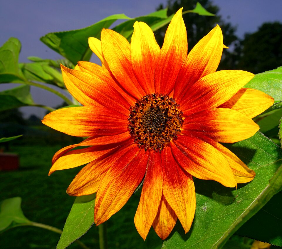 Yellow flower summer