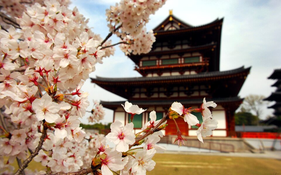 Sakura japan flower