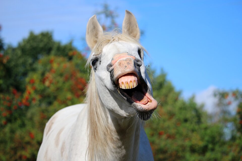 Yawn mold thoroughbred arabian
