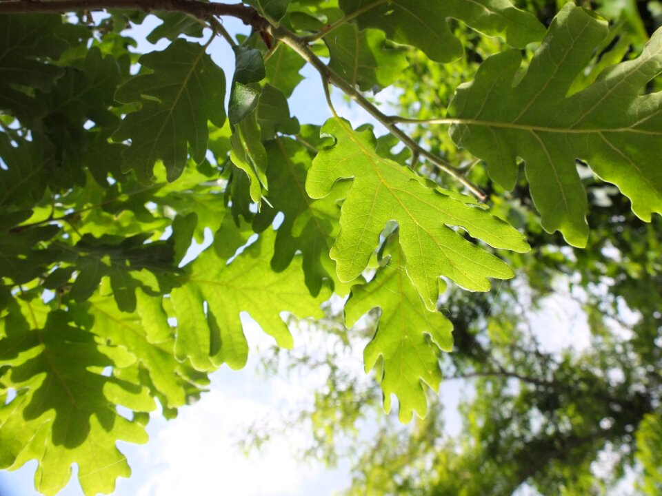 Sky nature foliage