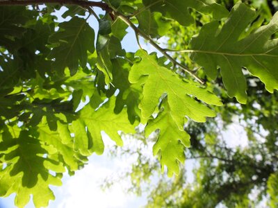 Sky nature foliage