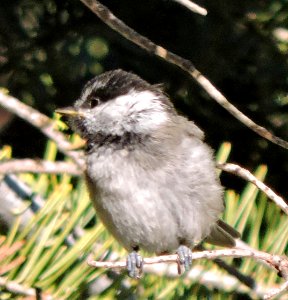 Mountain Chickadee Manzanita Lake photo