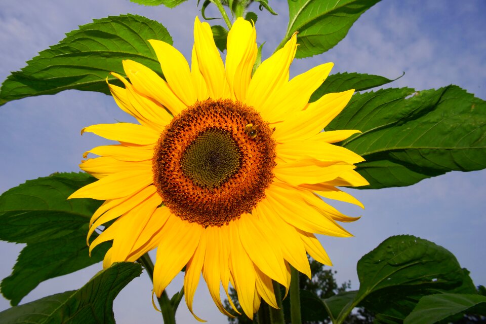 Yellow flower summer