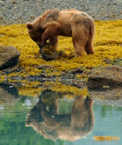 Wild animal wilderness