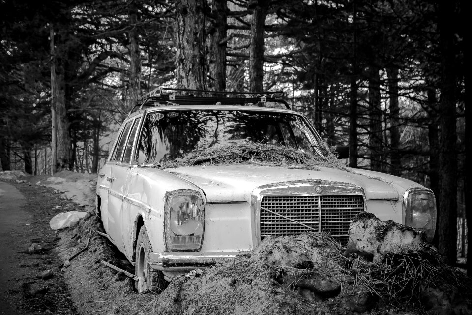 Forgotten forest black and white