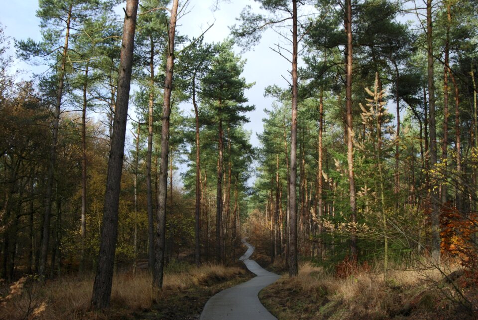Trail pathway footpath