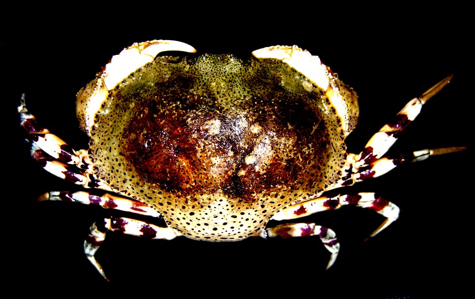 Hepatus pudibundus