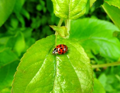 Ladybird