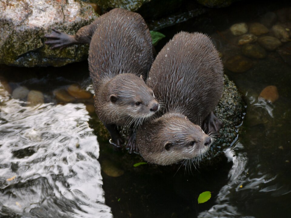 Otter mammal clawed otter