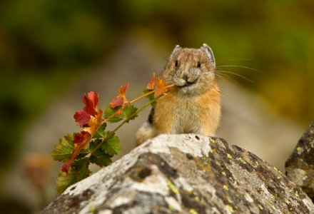 American Pika photo