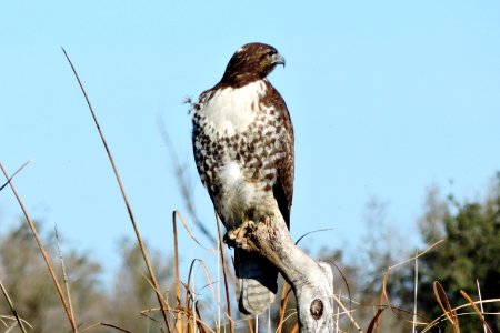 Immature Red-Tailed Hawk Colusa