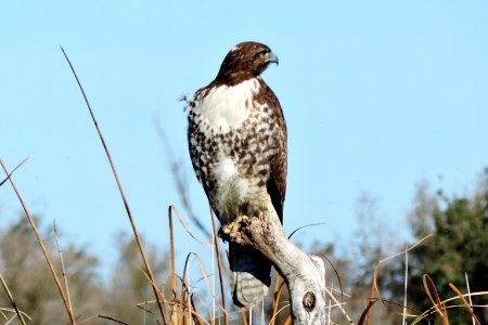 Immature Red-Tailed Hawk Colusa photo