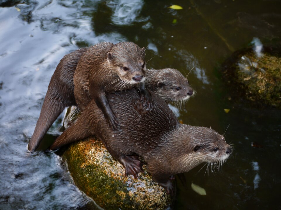 Friends family snuggle
