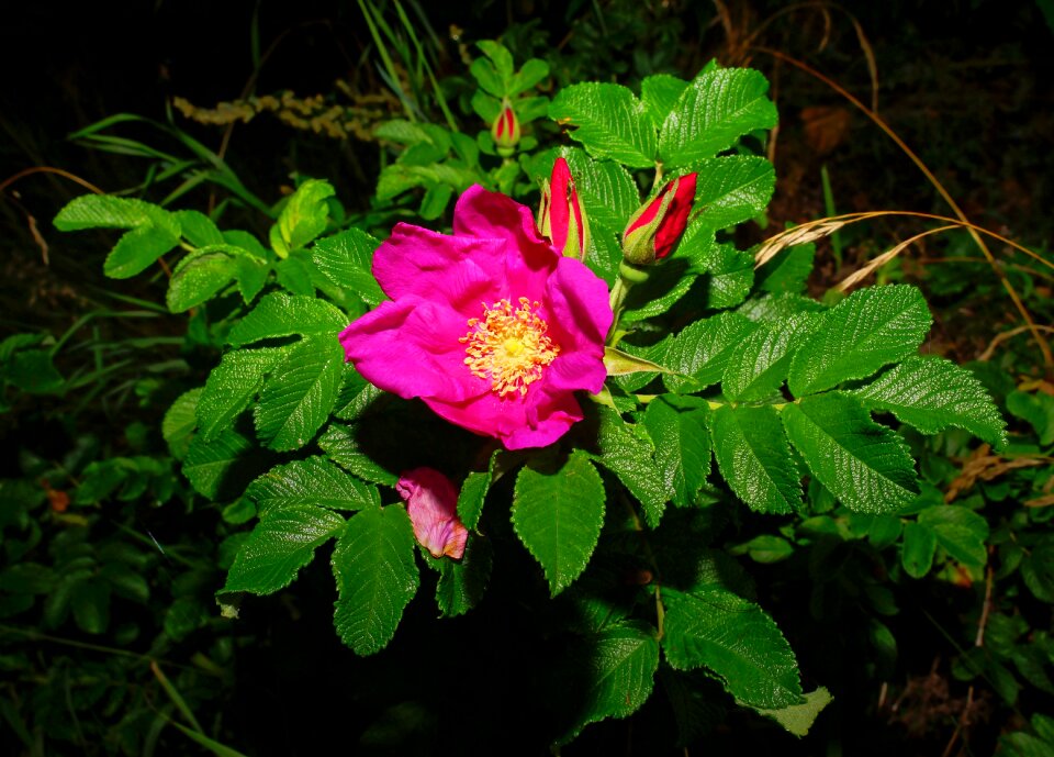 Wild rose close up red